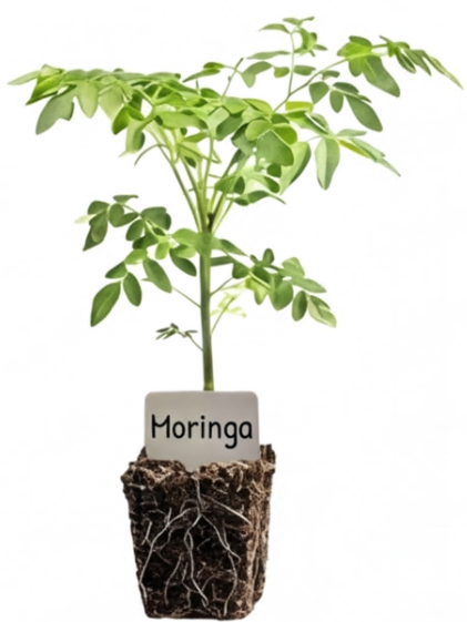 Moringa Plant