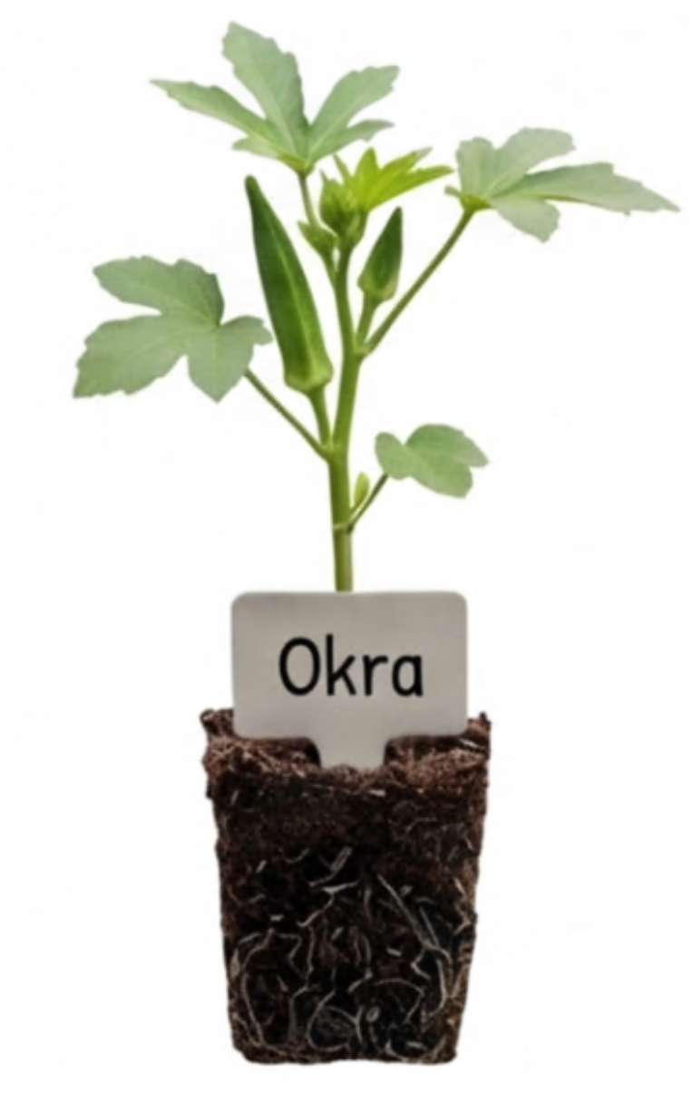 Okra Seedlings/Plant