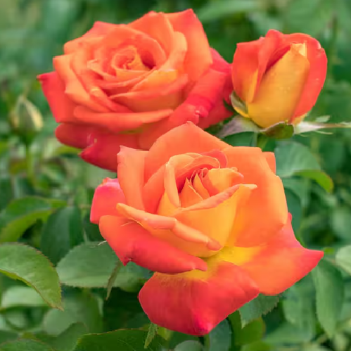 Orange Rose Bouquet Flowers
