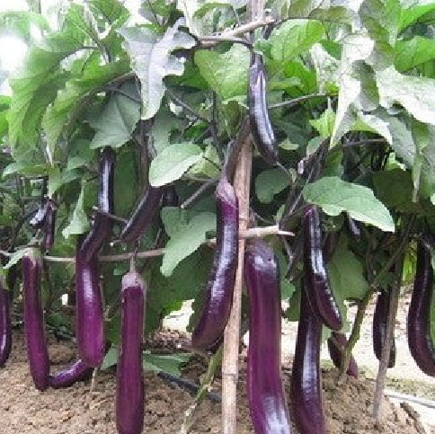 PURPLE LONG EGGPLANT