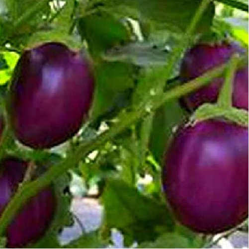 PURPLE ROUND EGGPLANT