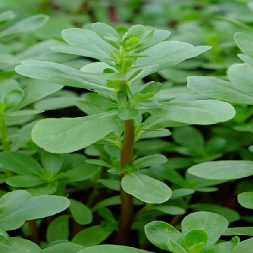 Purslane/Gangavaayalu