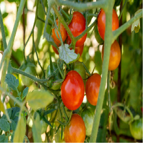 REGULAR TOMATO
