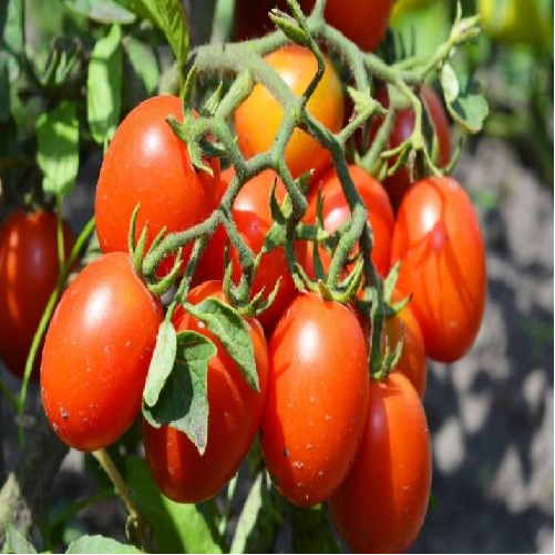 ROMA TOMATO