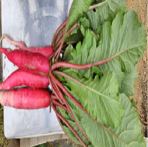 Radishes