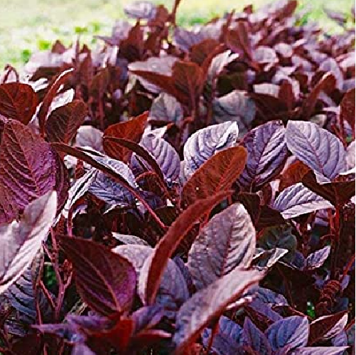 Thotakura/ Red amaranthus
