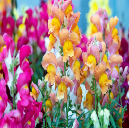 Snapdragon Edible Flowers