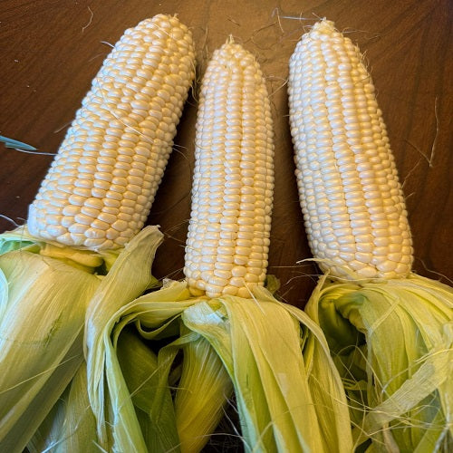 Sweet corn