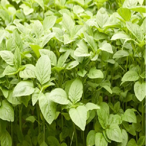 Thotakura/ Amaranthus