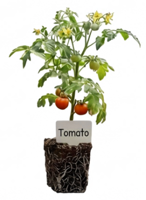 Tomato Seedlings/Plant - Indian varity