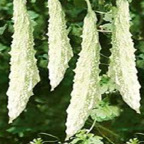 White bitter gourd