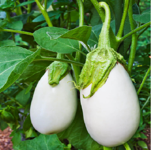 White Eggplant