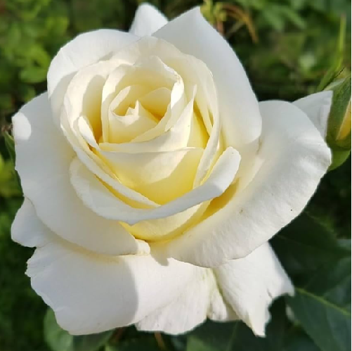 White Rose Bouquet Flowers