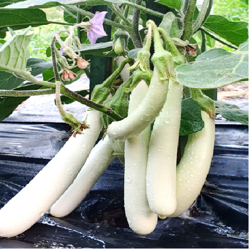 White long Eggplant