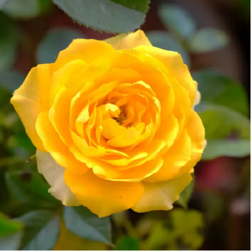 Yellow Rose Bouquet Flowers