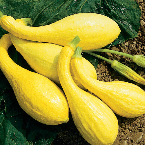 Zucchini