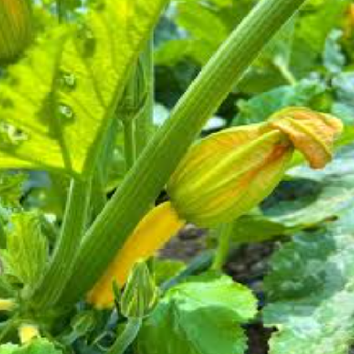 Zucchini Edible Flowers