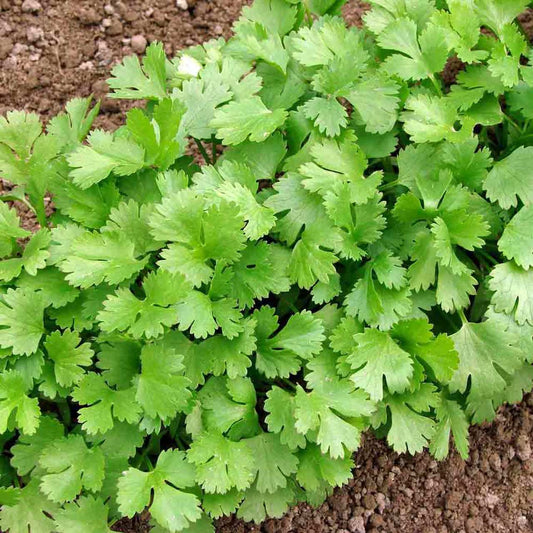 Cilantro