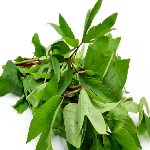Gongura Plant / Sorrel Plant