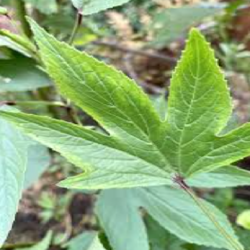 Gongura/ Red sorrel